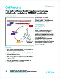sankar_2024_cellrep_ulk1_bag2